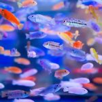 tropical fish for sale online